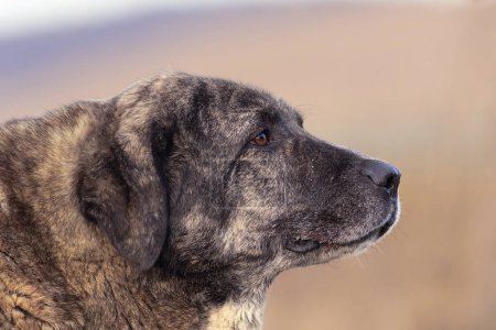 Téléchargez les photos : Portrait de chien kangal sur fond flou ; c'est un grand chien de berger asiatique, un bon gardien - en image libre de droit