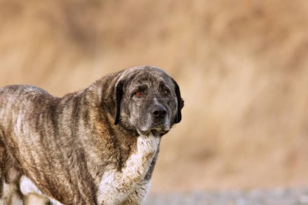 Téléchargez les photos : Portrait d'un chien de berger asiatique, le kangal, un chien de garde grand et puissant - en image libre de droit