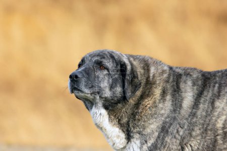 Photo for Closeup of central asian shepherd, the beautiful and large guardian, kangal - Royalty Free Image