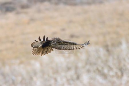 common buzzard flight image, predator bird while hunting for mice (Buteo buteo)
