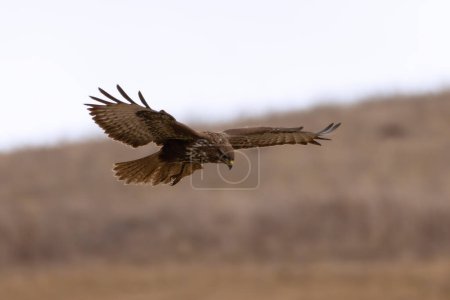 buse commune en vol, chasse aux oiseaux prédateurs sur les prairies dans l'habitat naturel (Buteo buteo)