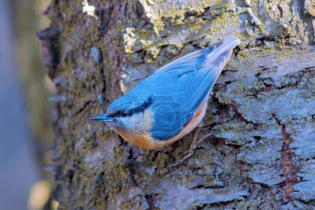 Photo for Eurasian nuthatch  closeup in natural habitat (Sitta europaea) - Royalty Free Image