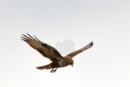Téléchargez les photos : Buse commune en vol sur ciel ovecast (Buteo buteo) - en image libre de droit