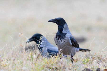 Téléchargez les photos : Corneilles à capuchon dans un champ fané (Corvus corone cornix) - en image libre de droit