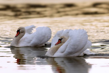 pareja cisne mudo en la temporada de apareamiento, imagen tomada en los hermosos colores del amanecer (Cygnus olor)