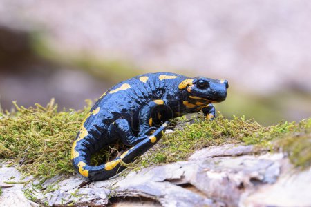 beautiful fire salamander in natural habitat (Salamandra salamandra)