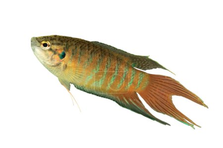 Männliche Paradiesfische isoliert auf weiß (Macropodus opercularis))