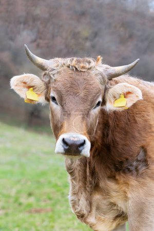 portrait of curious cow at the farm, domestic animal looking at the camera