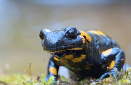 salamandra linda mirando a la cámara (Salamandra salamandra); este hermoso pero tóxico anfibio vive en viejos bosques naturales, cerca de los ríos