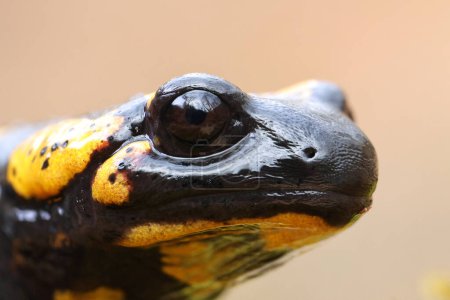 primer plano de la cabeza de salamandra, un anfibio tóxico y colorido