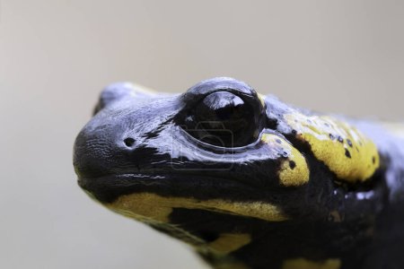 macro retrato de hermosa salamandra (Salamandra salamandra)