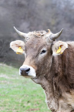 portrait of a brown cow at the farm, domestic animal head closeup