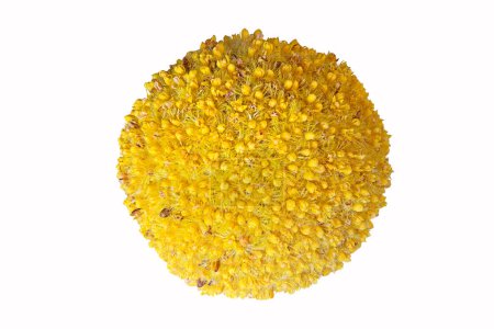 Craspedia globosa macro shot, fleur jaune isolée sur blanc