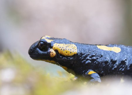 primer plano de salamandra fuego colorido en hábitat natural (Salamandra salamandra)