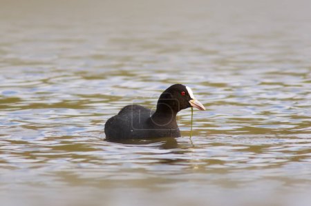eurasian coot swimming on water surface (Fulica atra)