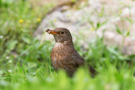 female blackbird foraging for food on lawn at the public urban park (Turdus merula); the bird managed to catch some worms