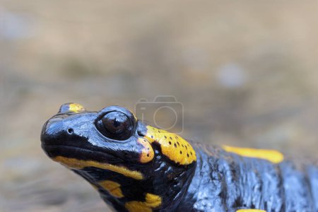 retrato de salamandra de fuego en hábitat natural (Salamandra salamandra)