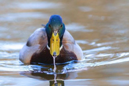 male mallard duck on the water (Anas platyrhynchos)