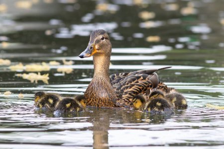 Photo for Mallard hen with newly hatched ducklings (Anas platyrhynchos); image taken on the first day when babies went on pond - Royalty Free Image