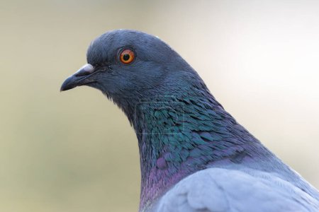 Téléchargez les photos : Portrait d'un Feral Pigeon biset (Columba livia) - en image libre de droit