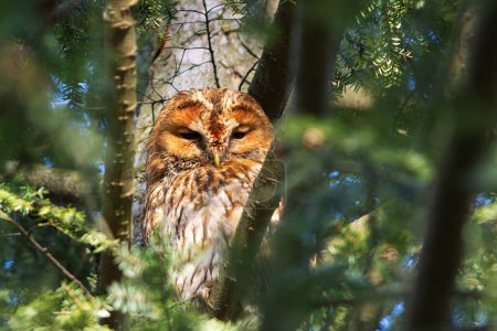 a cute tawny owl hiding on the tree canopy (Strix aluco)
