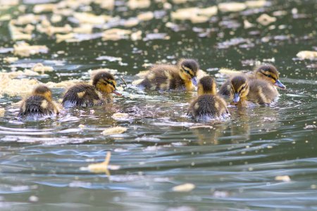 Téléchargez les photos : Canetons colverts mignons nageant ensemble sur l'étang (Anas platyrhynchos) - en image libre de droit
