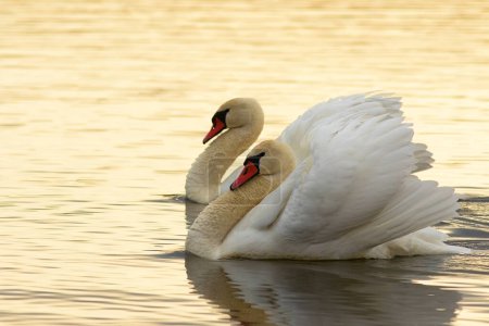 pareja de cisnes mudos en la superficie del lago (Cygnus olor)
