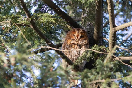 tawny owl hidden in the tree canopy (Strix aluco)