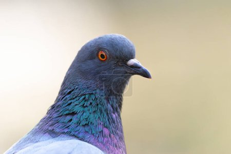 Téléchargez les photos : Pigeon sauvage portrait en gros plan sur fond flou (Columba livia) - en image libre de droit