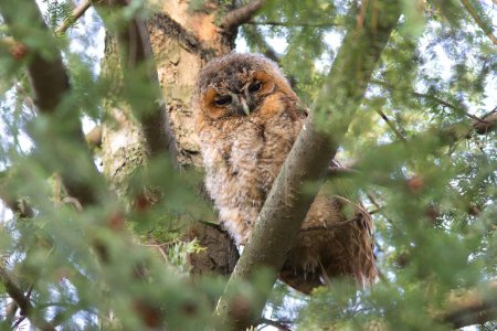 young curious tawny owl (Strix aluco) hiding on a pine tree