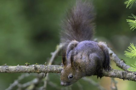 mignon écureuil sauvage européen sur une branche (Sciurus vulgaris)