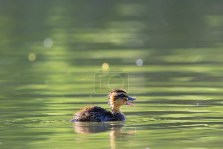 Photo for Wild tiny mallard duckling swimming on pond (Anas platyrhynchos) - Royalty Free Image