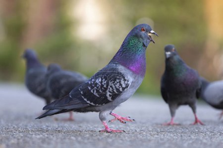 Téléchargez les photos : Pigeon affamé manger de la nourriture des touristes dans le parc (Columba livia) - en image libre de droit