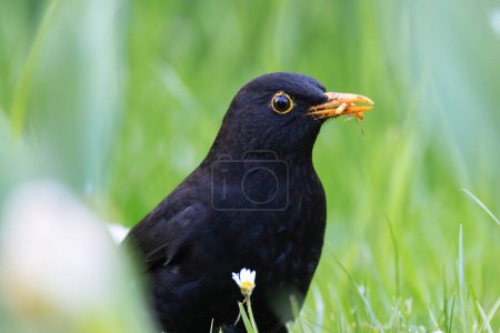 closeup of male common blackbird foraging for worms on lawn (Turdus merula)