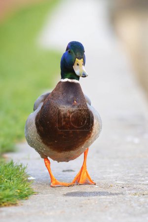 Téléchargez les photos : Drake colvert drôle marchant près de l'étang de canards dans le parc public de la ville (Anas platyrhynchos) - en image libre de droit