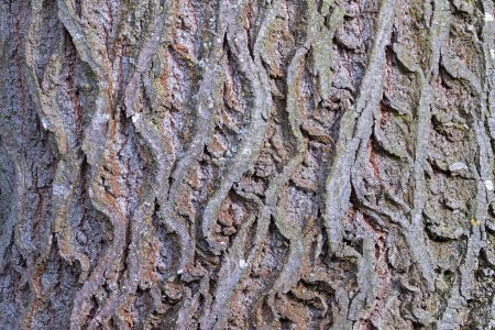 interesting natural pattern on linden bark, real background ready for your design