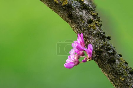 japanese cherry flower from tree trunk, focus stack from multiple images