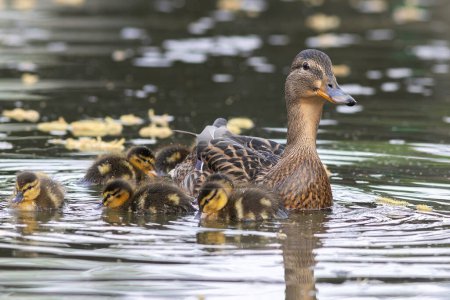 Canard colvert avec nouveau-nés sur un étang à canards (Anas platyrhynchos)