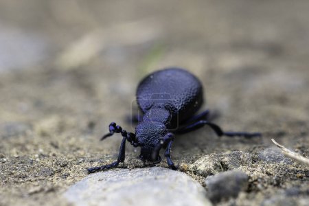 european oil beetle closeup, macro focus stack shot in natural habitat (Meloe proscarabaeus)