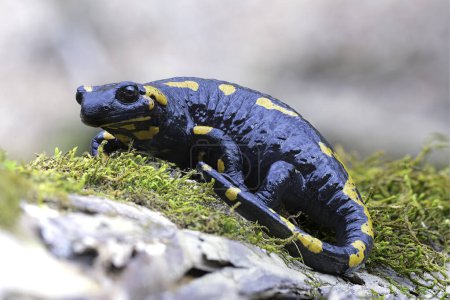 fire salamander focus stack (Salamandra salamandra), image of amphibian in natural habitat