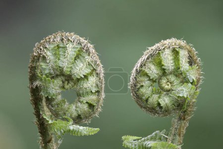 fresh young fern leaves growing in the mirror, focus stack