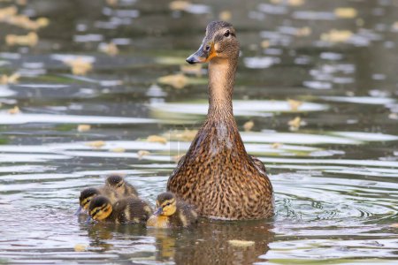 Photo for Mallard hen with ducklings (Anas platyrhynchos), first swim with newborns - Royalty Free Image