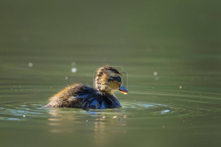Photo for Mallad duckling alone on pond (Anas platyrhynchos) - Royalty Free Image