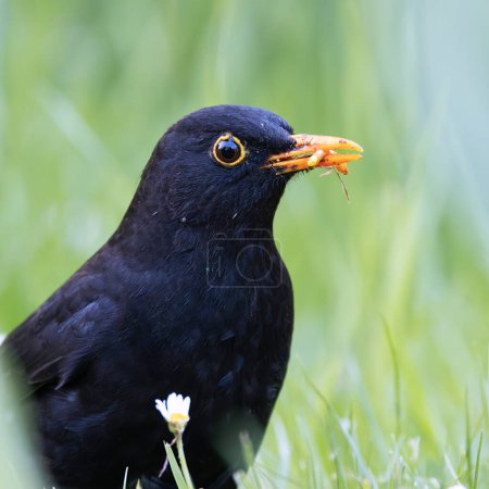 Photo for Extreme closeup of male common blackbird (Turdus merula) with a worm in its beak - Royalty Free Image