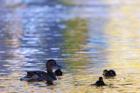 mallard family on pond at dusk, mother with newborn ducklings on pond (Anas platyrhynchos)