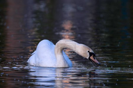 cisne mudo en busca de comida en el estanque (Cygnus olor)