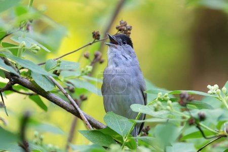 Photo for Male eurasian blackcap in the bushes (Sylvia atricapilla) - Royalty Free Image