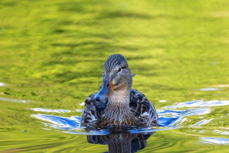 Téléchargez les photos : Canard colvert femelle nageant vers la caméra (Anas platyrhynchos) - en image libre de droit