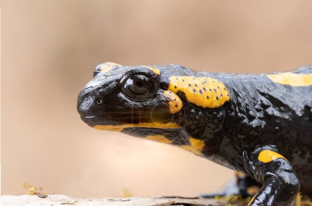 primer plano de la salamandra de fuego en hábitat natural (Salamandra salamandra)