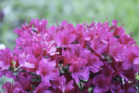 Rhododendron molle spp. japonica rosa Blüten, Fokus Stapel